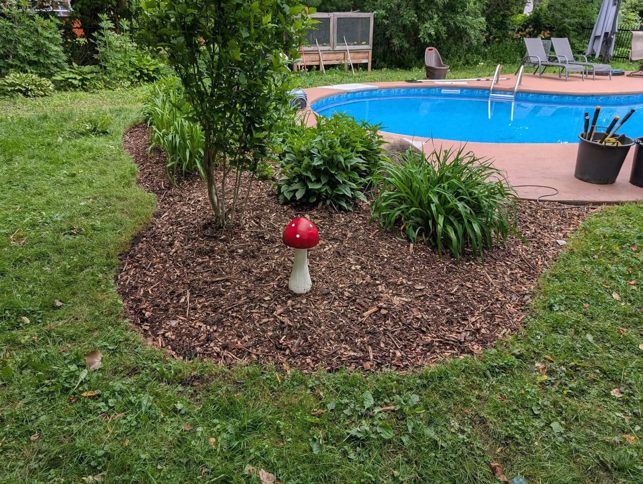 Champignons décoratifs dans du paillis près d'une piscine.