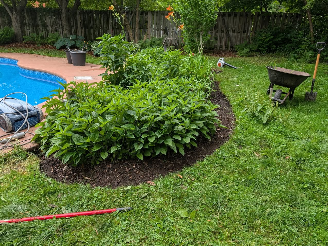 Massif de plantes vertes aménagé près d'une piscine.