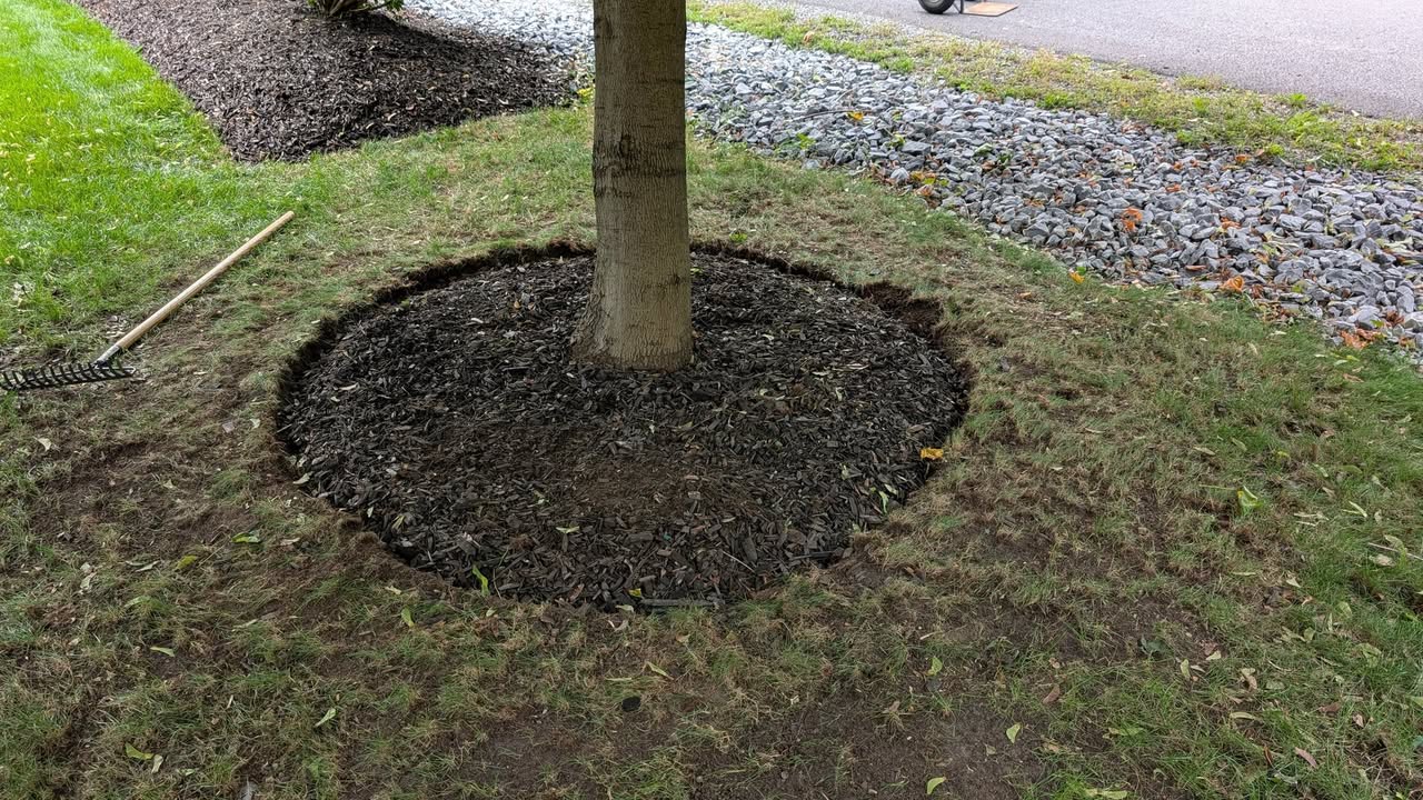 Anneau de paillis autour d'un jeune arbre.