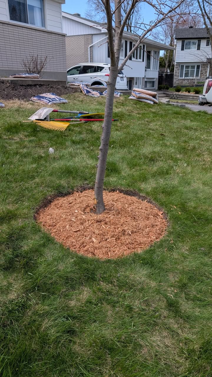 Jeune arbre planté au centre d'un cercle de paillis.